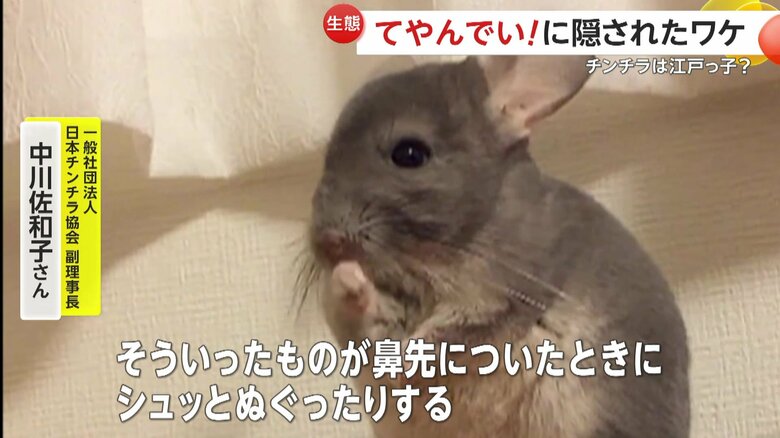 実はチンチラは鼻先をぬぐう仕草をよくみせるという（提供：@kaori_uniikura）