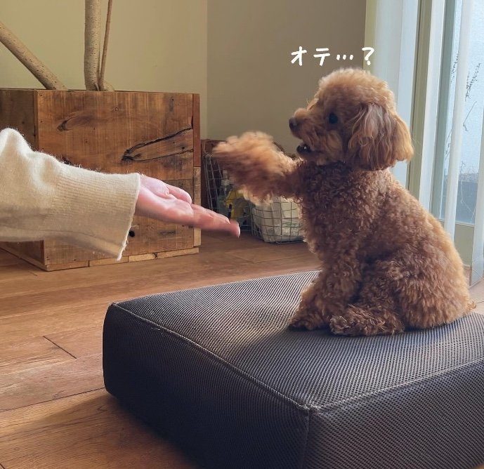 提供：トイプードル ディノセナとジュリさん