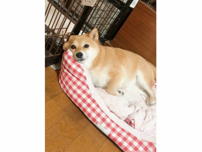 Naoko.Ichikawaさんが帰宅したときのマメちゃん（提供：Naoko.Ichikawaさん）