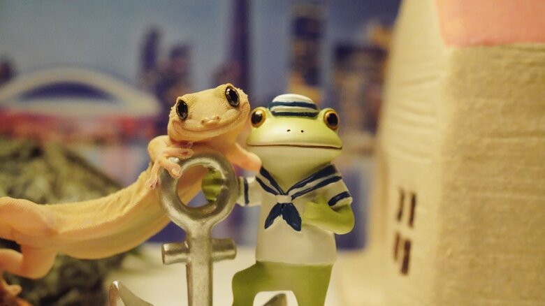 16万件を超える「いいね」がついているヤモヤモちゃんの写真