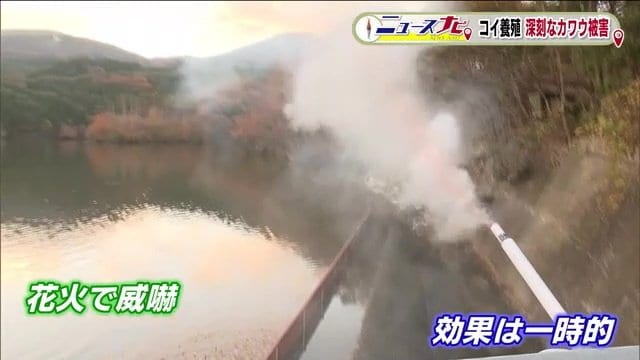 花火でカワウを威嚇