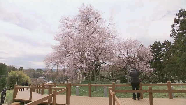 戸津辺の桜（福島県矢祭町）で撮影をする戸井田さん