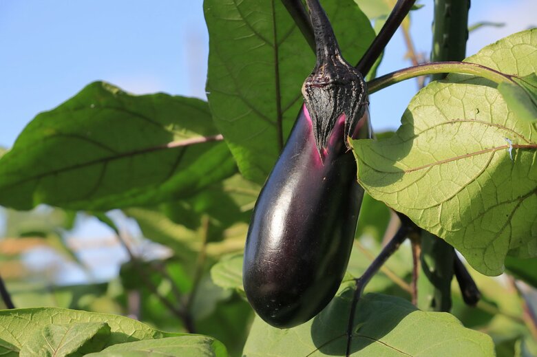 果肉に黒い点々があっても問題ない（画像：イメージ）