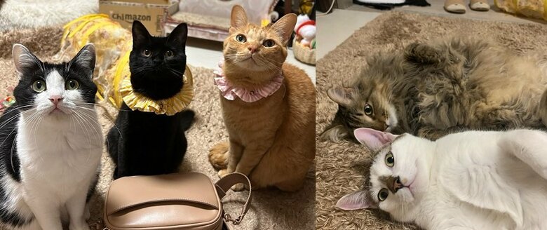 左側：左から陽葵ちゃん、希空くん、ちまきくん　右側：上がみんくちゃん、下が咲楽くん