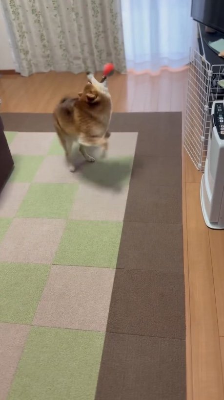 提供：Nerushibaさん