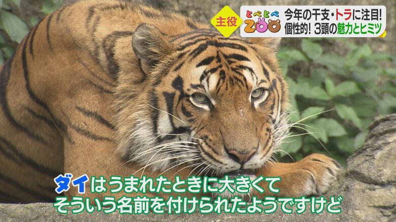 貫禄のある兄「ダイ」