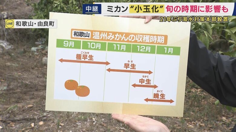 和歌山県のみかんの栽培スケジュール
