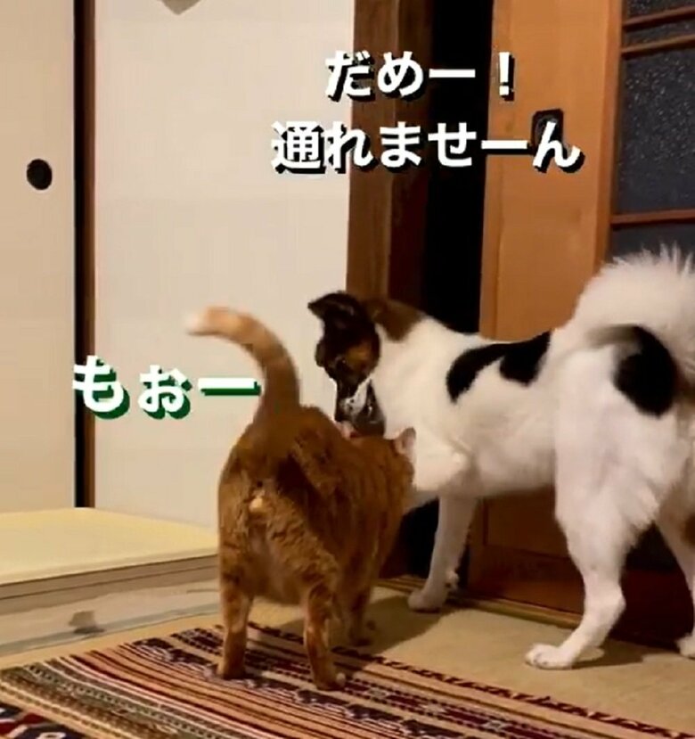 じゃれつきあったりする