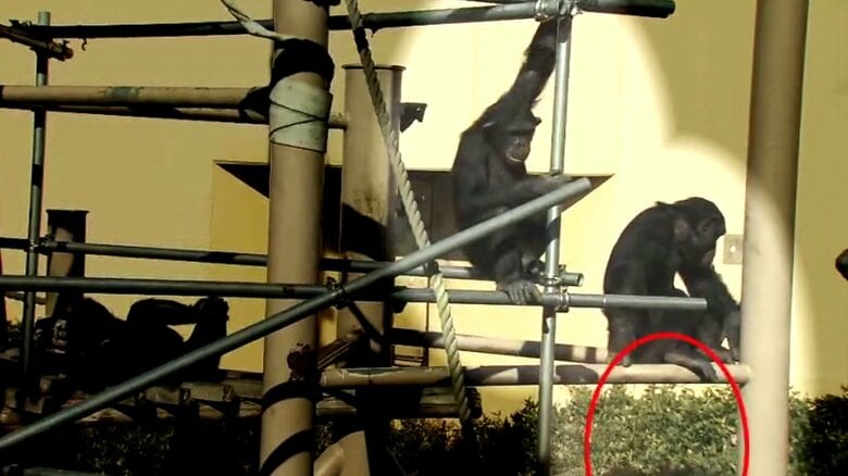 まず兄がおしっこ