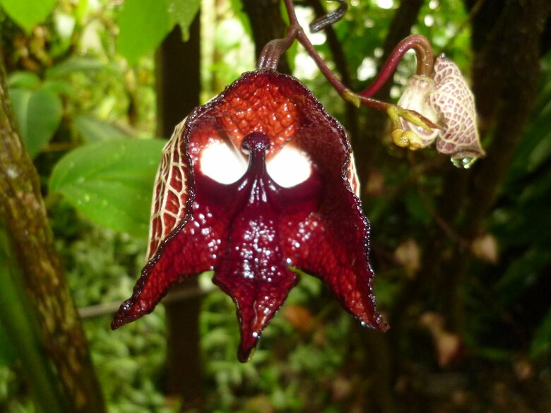 アリストロキア サルバドレンシス（提供：京都府立植物園）