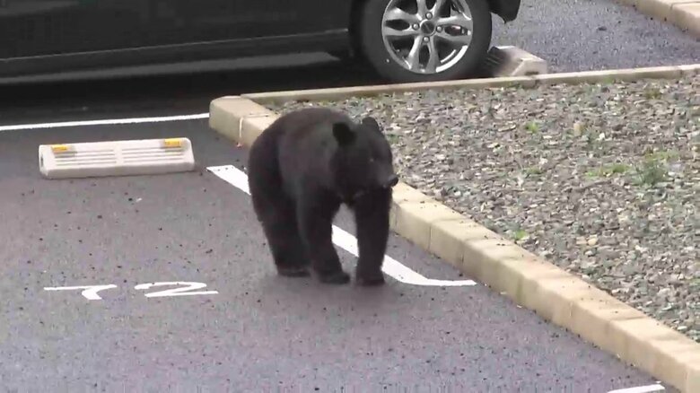 盛岡市内の住宅地にも出没、駐車場を歩くクマ