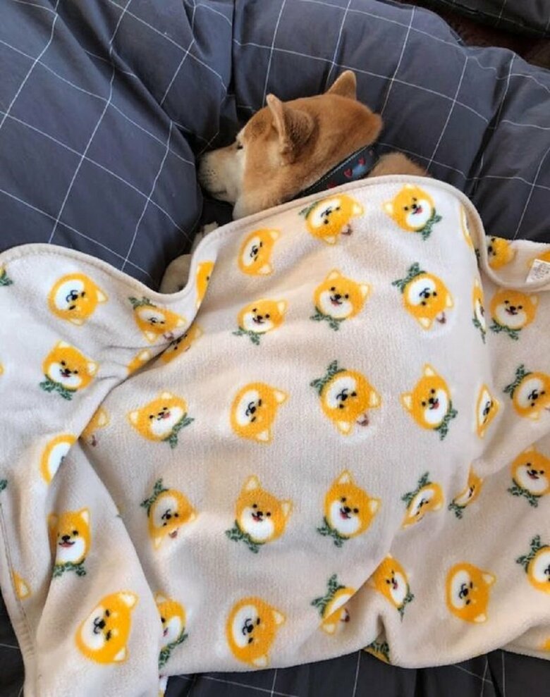 柴犬に柴犬のタオルケットをかける
