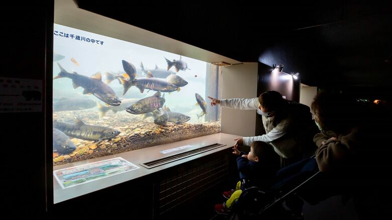 「水中観察ゾーン」から見る千歳川を遡上する鮭