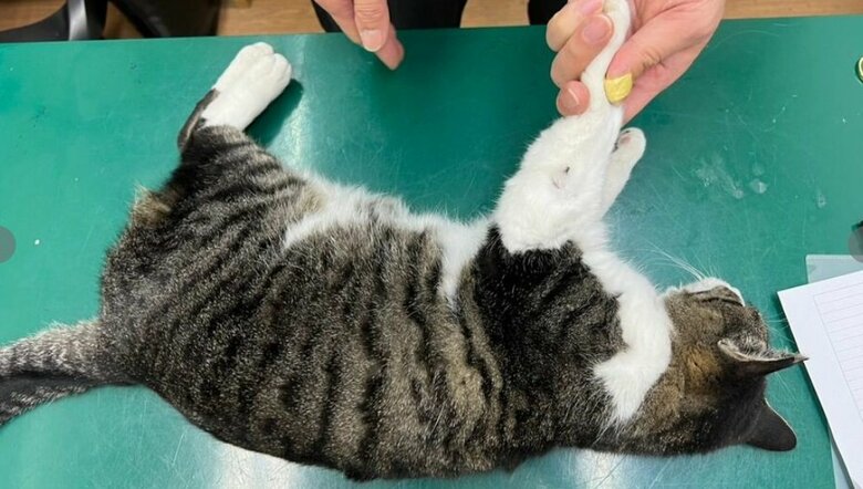 提供：ねこから目線。