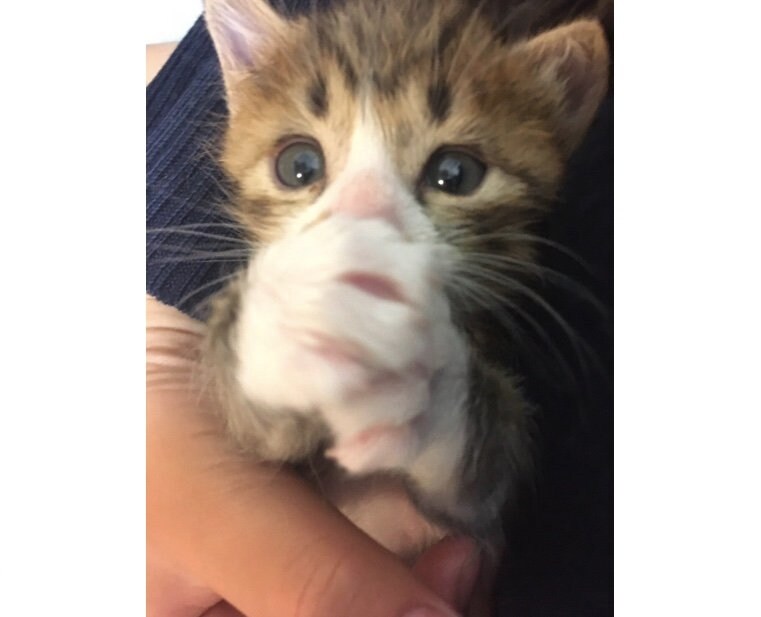 もずくくん（提供：もずく＆こんぶさん）