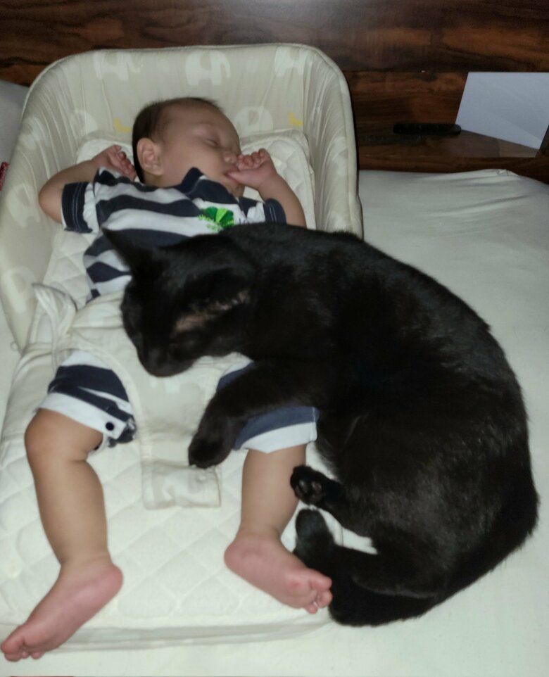 提供：仔猫を拾ったので