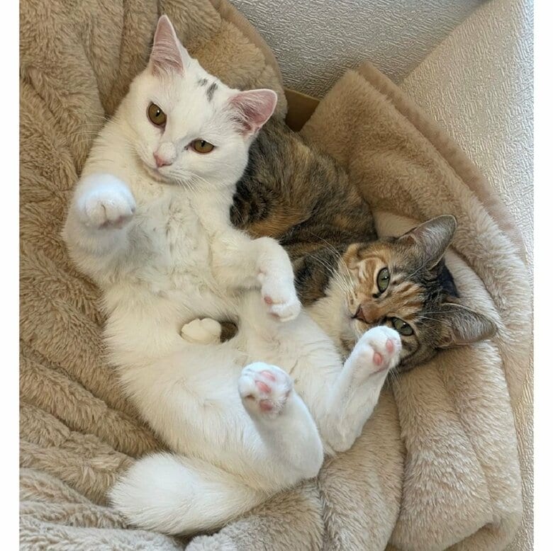 くつろいでいる2匹だが、うにちゃん（左）のおなかを見ると…