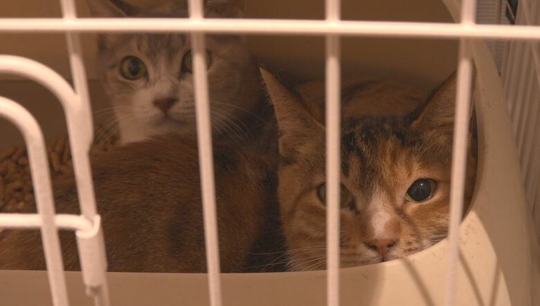 保護されたネコ　長野市動物愛護センター