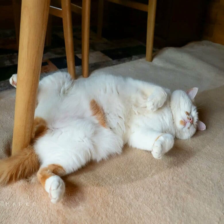 お昼寝中（提供：MARCOさん）