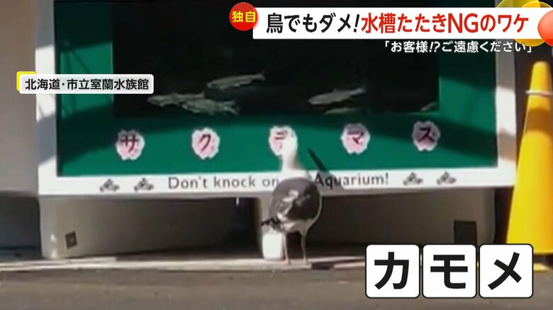 SNSで330万回以上再生された市立室蘭水族館のカモメの動画