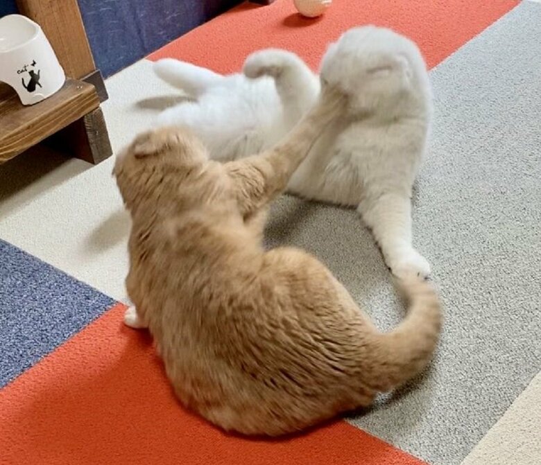 もろみちゃんには頭が上がらないというむくくん