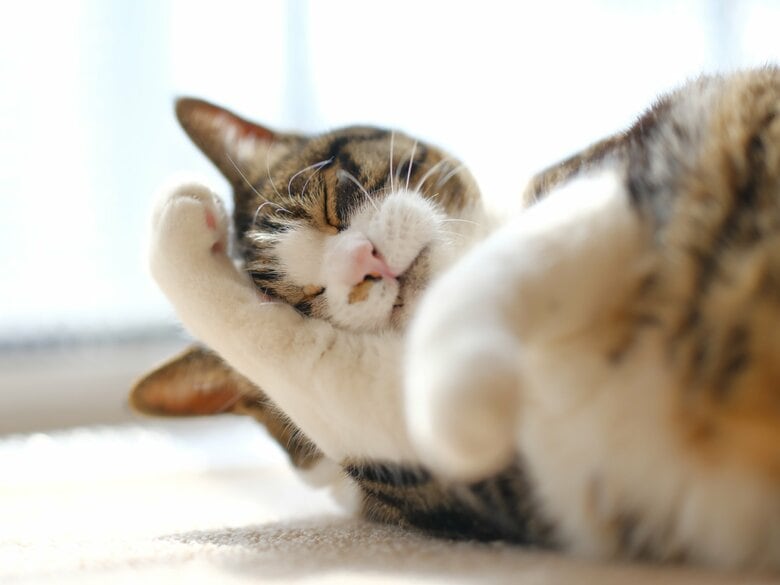 猫の“顔洗い”（イメージ）