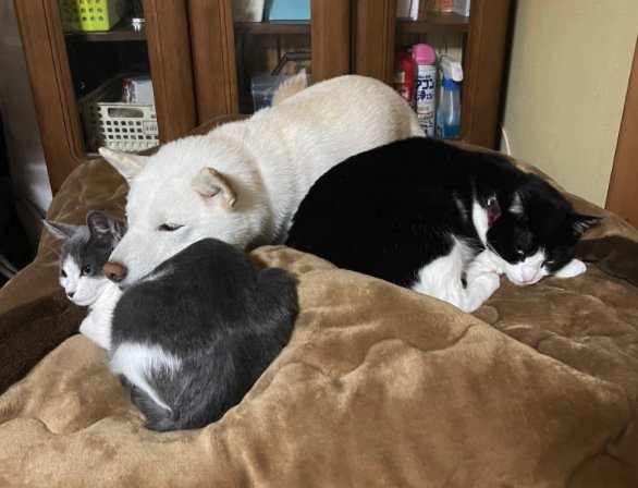 提供：連呼 cubnushi all-starさん