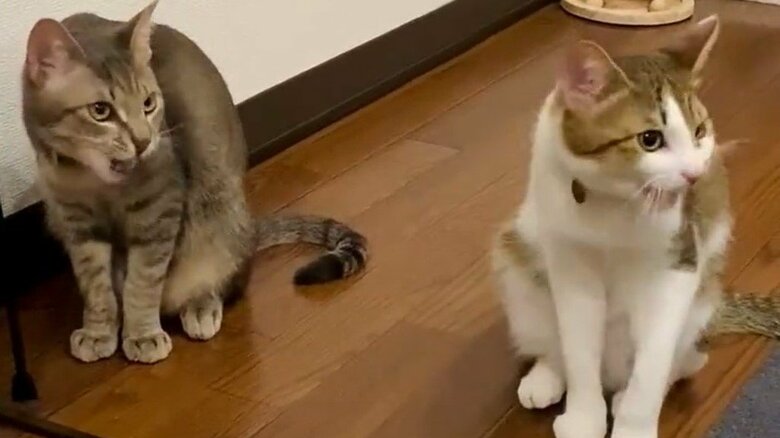 過去のシンクロその3。さらには同じ方向を見つめて…