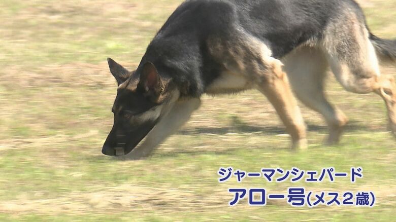 ジャーマン・シェパード「アロー号」