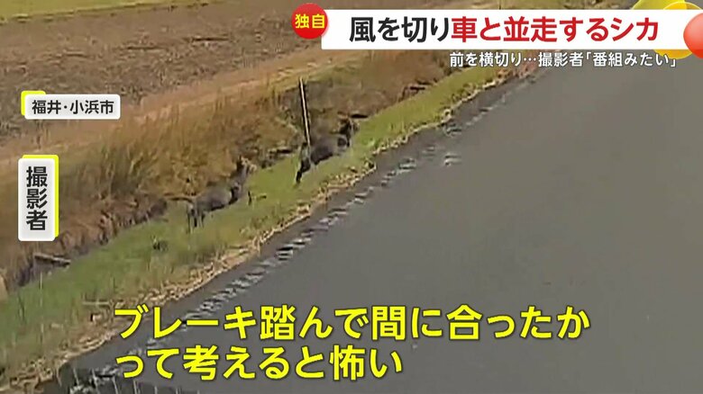 夜の遭遇なら危険だったと話す撮影者（映像提供：視聴者）