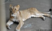 ライオン3頭が相次ぎ死ぬ　猛暑影響か　16頭のうち10頭が次々と体調不良に　クーラーなど増設も　東京・多摩動物公園