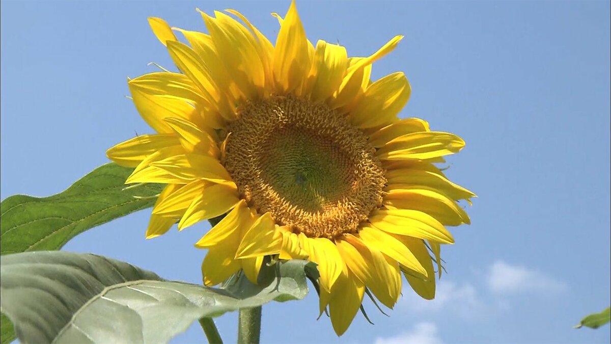 ひまわり」でつなぐ被災地との絆 福島から種購入して花咲かせ…子供たち