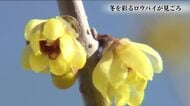 冬を彩る“ロウバイ”が開花　つやのある黄色い花が見ごろに　福島・いわき市フラワーセンター
