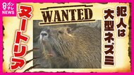 農作物被害額は年間5000万円にも“害獣”「ヌートリア」　収穫直前の米が被害農家「一生懸命育てたのに」　『1匹3000円』の報奨金で捕獲に乗り出す自治体も　“ジビエ”食材の可能性