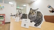 コンビニで初の「保護猫」写真展　QRコードで問い合わせ先情報も　新たな飼い主との“出会いの場”に