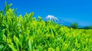 新茶は「一番茶」だけじゃない！お茶博士や通がシーズン中盤以降に狙う茎茶・粉茶・芽茶の魅力