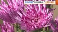 農家オススメの食べ方は“卵かけごはん”！栄養豊富な『かきのもと』出荷本格化！天候に恵まれ出来は上々「独特の香りや歯ごたえ楽しんで」　新潟