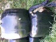 【ヒグマ速報】牧場に置かれた牧草ロールの包装に“5つの爪痕”_縦に割かれた部分も... 一般住宅から約200メートル離れた牧場〈北海道別海町〉