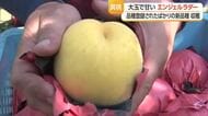 華やかな香りと噛むごとにあふれる甘味！　新たな品種「黄色い桃」収穫開始　山形・天童市