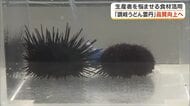 「讃岐うどん雲丹」の品質向上作戦！高校生が「色落ちノリ」有効活用で１００％資源化を目指す【香川】