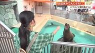 《桂浜水族館》がお盆で大にぎわい！“激カワ”なアシカの赤ちゃんや飼育員体験が大人気【高知】