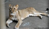ライオン3頭が相次ぎ死ぬ　猛暑影響か　18頭のうち10頭が次々と体調不良に　クーラーなど増設も　多摩動物公園（東京）