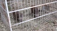 “規格外”150kgの巨大イノシシを捕獲　専門家「人間由来の餌食べたことが原因か」　各地でクマによる人身被害が続出