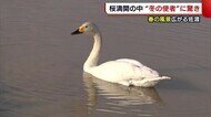 春の風景広がる佐渡市 桜満開のなか“冬の使者・ハクチョウ”に島民驚き【新潟】