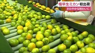 さわやかな味わい~極早生ミカンの出荷始まる 静岡・沼津市