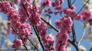 ハナモモが見ごろ 残雪背景に山あいを彩る【福井】