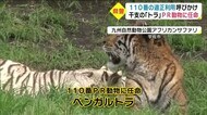 干支の「トラ」 110番の適切利用を呼び掛けるPR動物に任命 大分県警