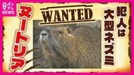 農作物被害額は年間5000万円にも“害獣”「ヌートリア」　収穫直前の米が被害農家「一生懸命育てたのに」　『1匹3000円』の報奨金で捕獲に乗り出す自治体も　“ジビエ”食材の可能性