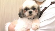 “繁殖”卒業した犬・猫を新しい家族に　値段はつけず…獣医師「ペット産業が責任として取り組むべき」【石川発】