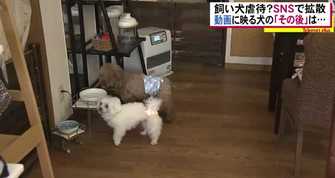 飼い犬の虐待動画に非難殺到 蹴りつけられた犬の その後 は 福島発